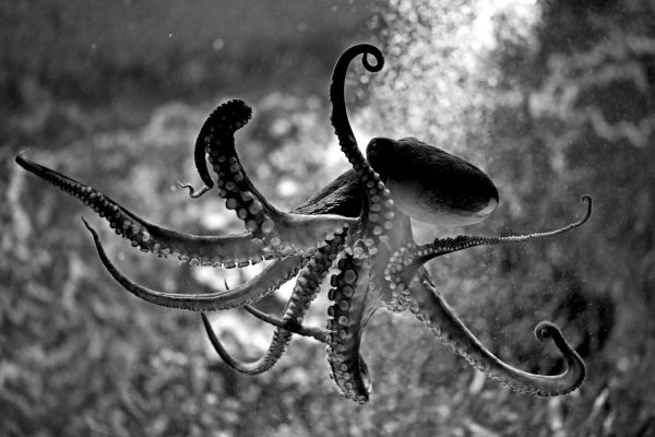 Krab5 cc - полное руководство