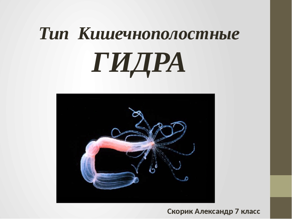 Практичные советы по kra48.at