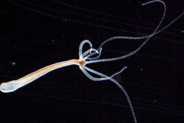 Рабочие методы krab1 at